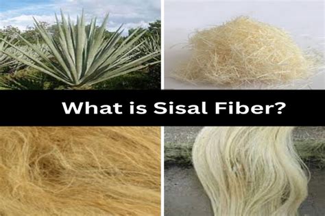  Sisal – Die robuste Naturfaser für textile Innovationen und nachhaltige Verpackungen!